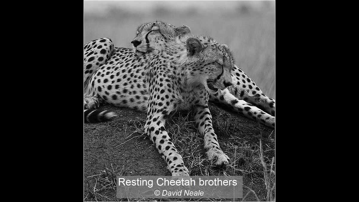 Resting Cheetah brothers